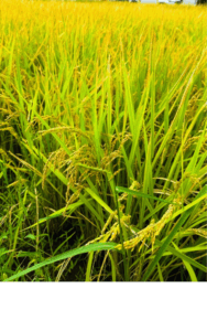 特別栽培米コシヒカリ１等米に