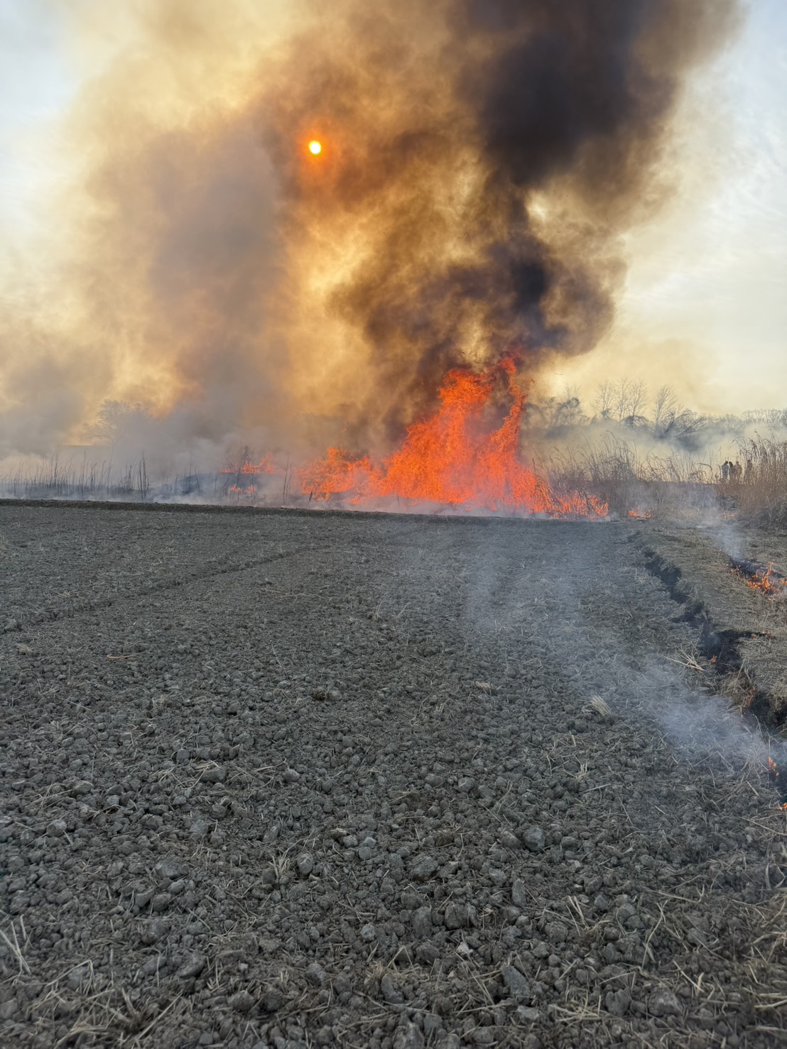 田んぼの野焼きへの継続的な参加